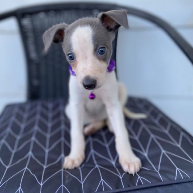 Petrescue whippet best sale