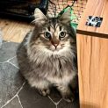 Photo of Koda