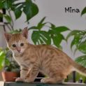 Photo of Mina