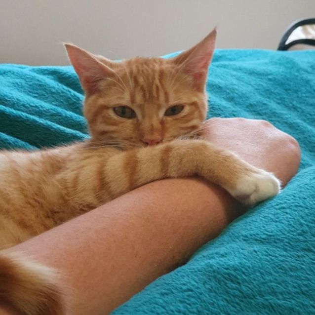 Photo of Shelby ^^Dandy Cat Rescue^^