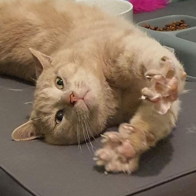 Photo of 🤍🐾Teddy🐾🤍