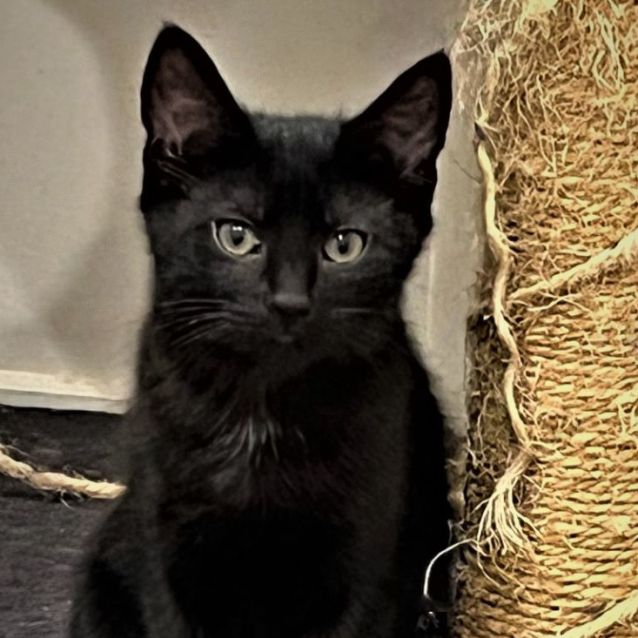 Photo of Dove ^^Dandy Cat Rescue^^