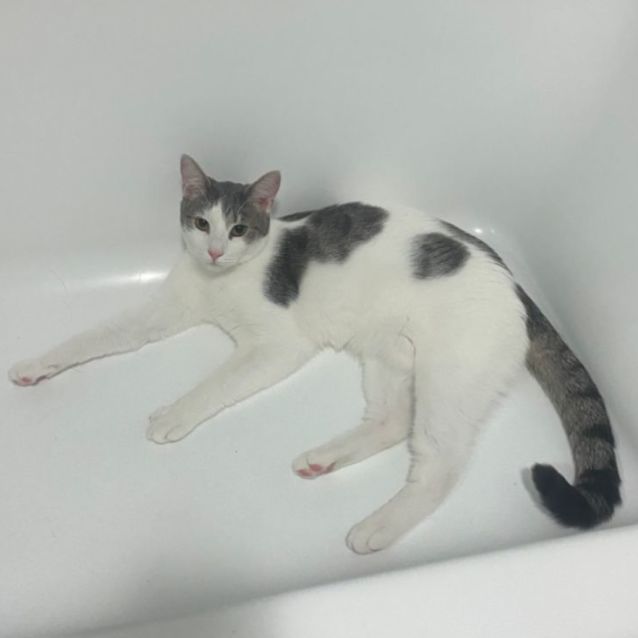 Photo of Rudy **2nd Chance Cat Rescue**