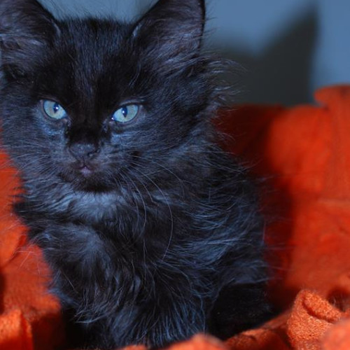 Ronnie **2nd Chance Cat Rescue**