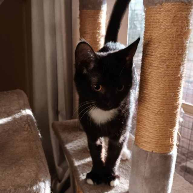 Photo of Springlee ** 2nd Chance Cat Resue**