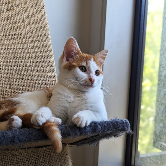 Photo of Bronson ^^Dandy Cat Rescue^^