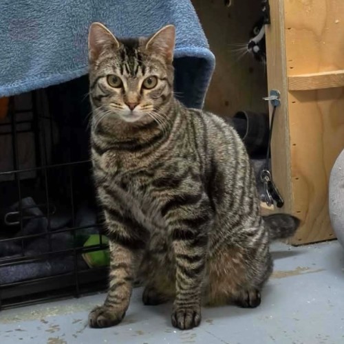Sycamore ** 2nd Chance Cat Rescue**