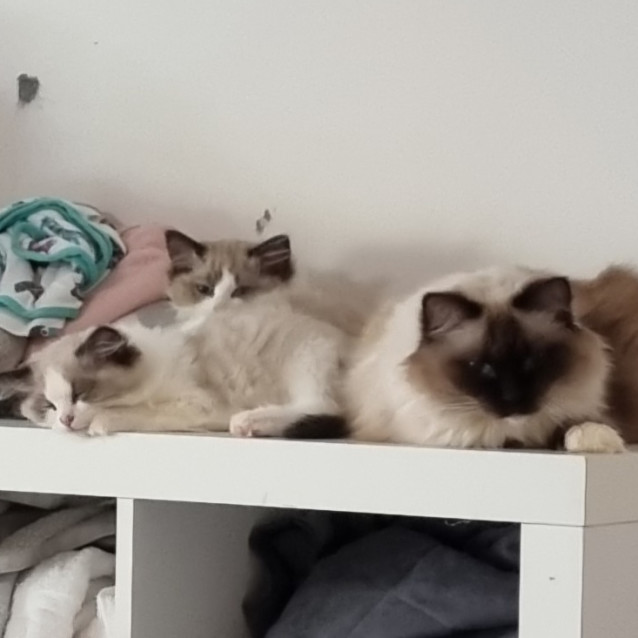 Photo of Mochi Watson Brown