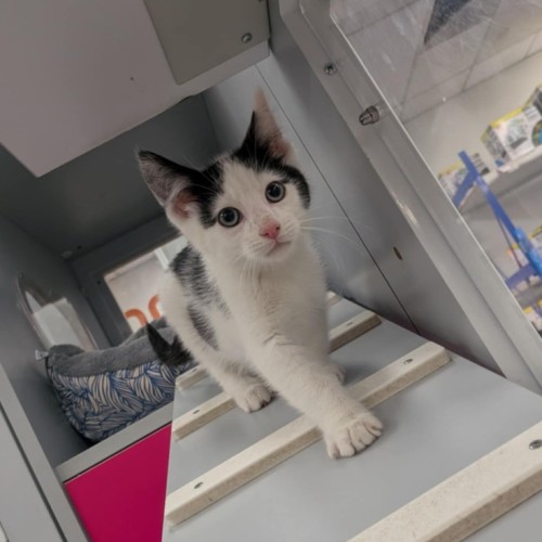 No photo for Souffle 