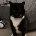 Photo of Willow
