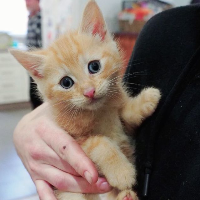 Photo of 🧡🧡 Bowser 🧡🧡