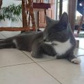 Photo of Pudding