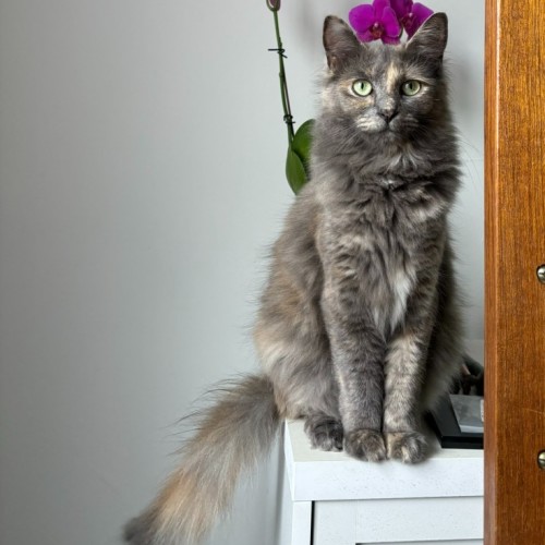 Cleo