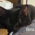 Photo of Binx