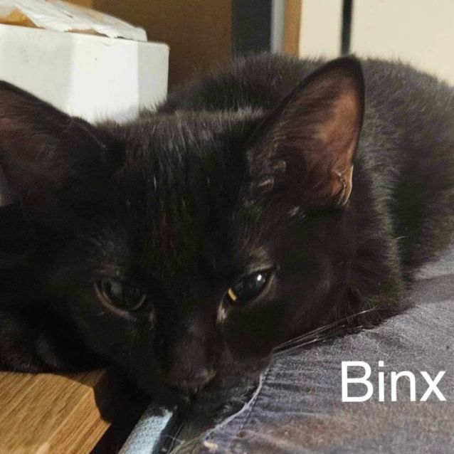 Photo of Binx