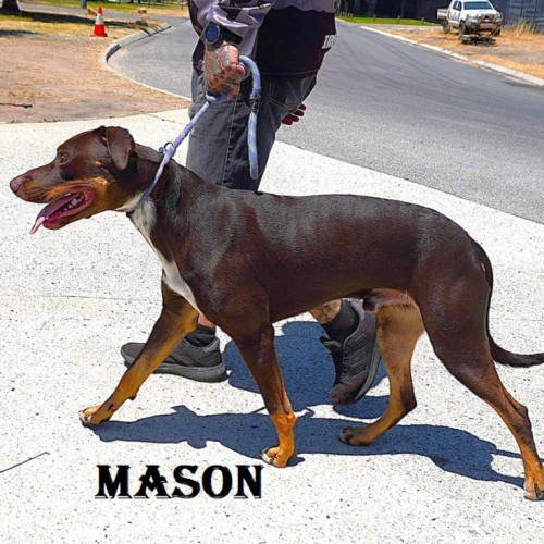 Mason