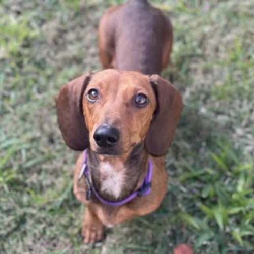 No photo for Ziggy Female 