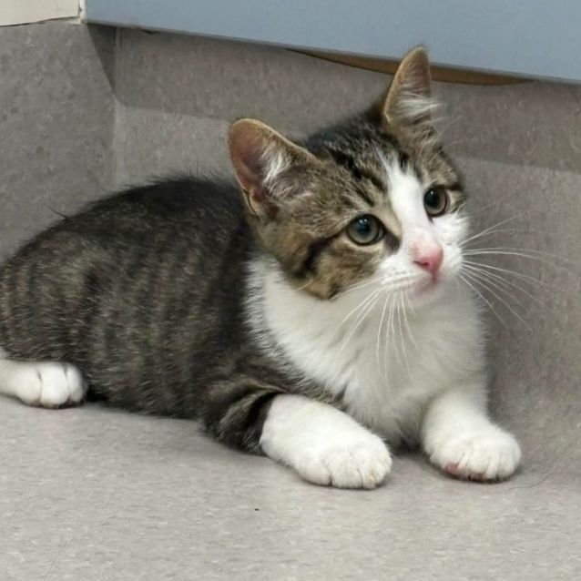 Photo of Kahuna   Located In Kew