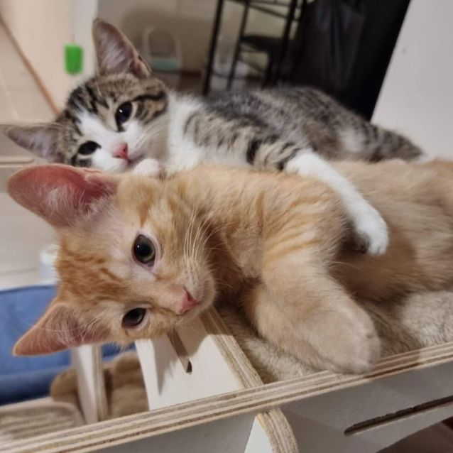 Photo of Butters