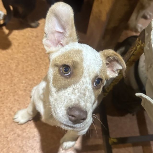 Photo of Ruby