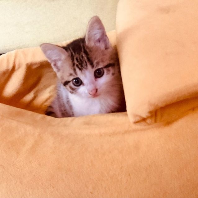 Photo of Pippy