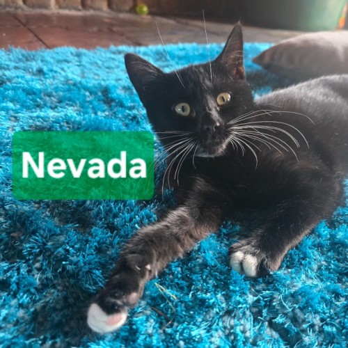 Nevada