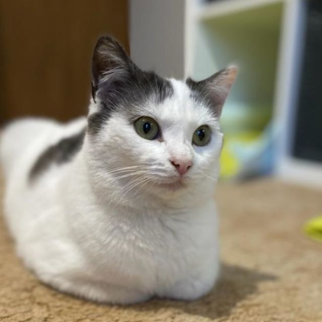 Photo of Dumpling ^^Dandy Cat Rescue^^