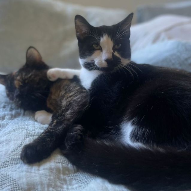 Photo of Oreo