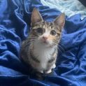 Photo of Kima **2nd Chance Cat Rescue**