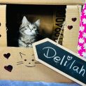 Photo of Delilah   Located In Preston