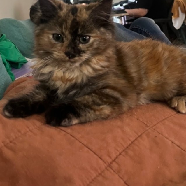 Photo of Lois (Located In Flemington)