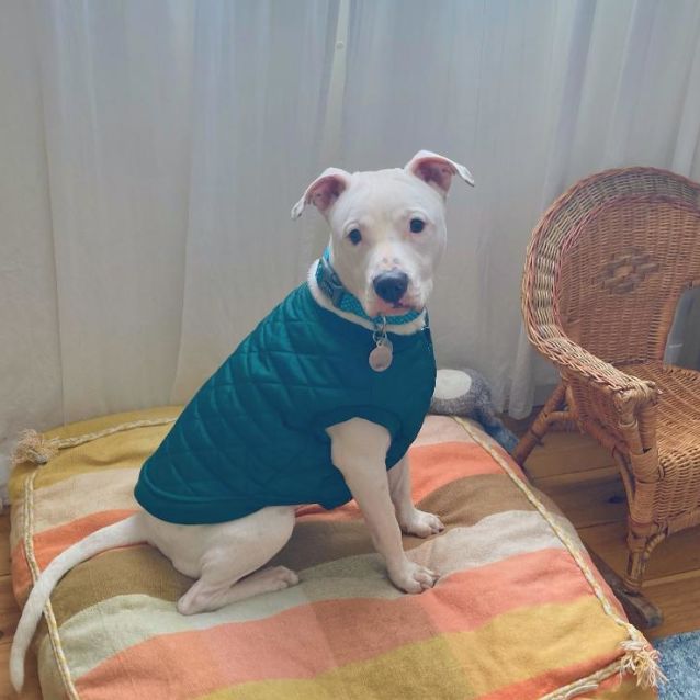 Photo of Buddy (On Adoption Trial)