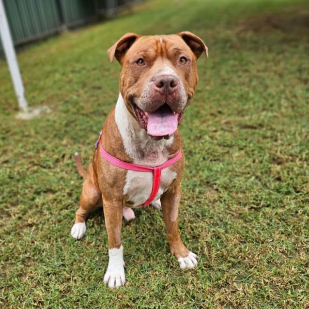 Photo of Colonel  Reduced Adoption Fee