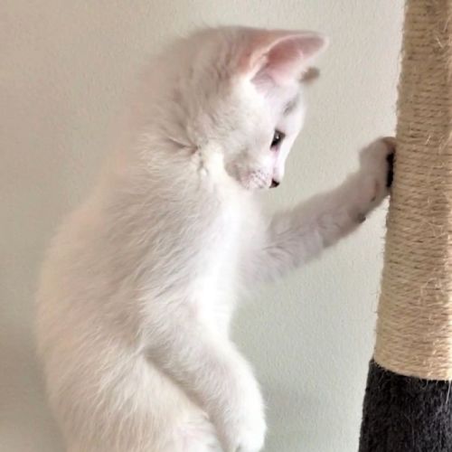 Akira ^^Dandy Cat Rescue^^