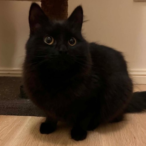 Sabrina