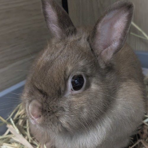 No photo for 🌼 Buttercup 6841 🌼