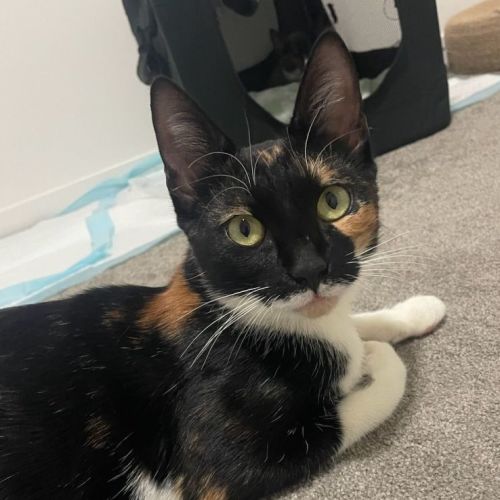 Delilah