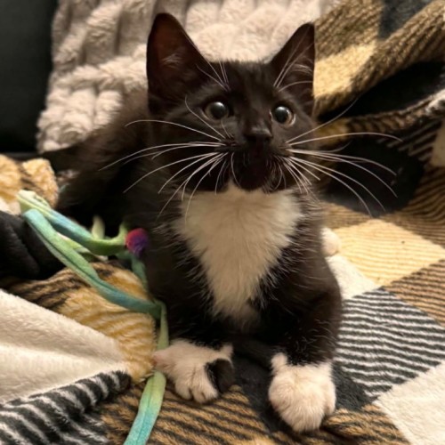 Black Bean