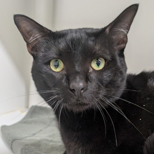 No photo for 🐝 Argyle 6861 🐝