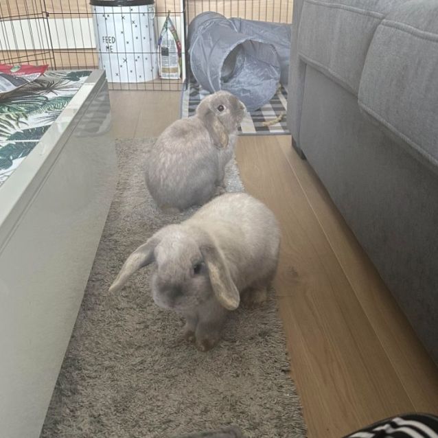 Photo of Sylvie And Thora (Located In Sunshine)