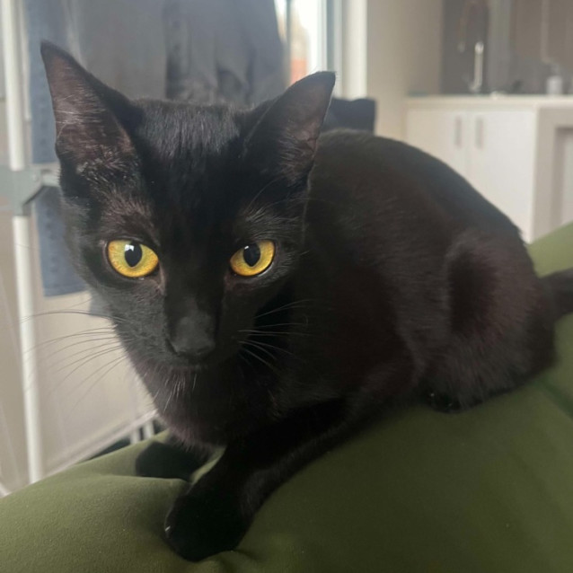 Photo of Charcoal (Located In Preston)