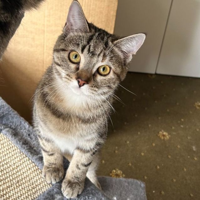 Photo of Pretzel (Located In Boronia)