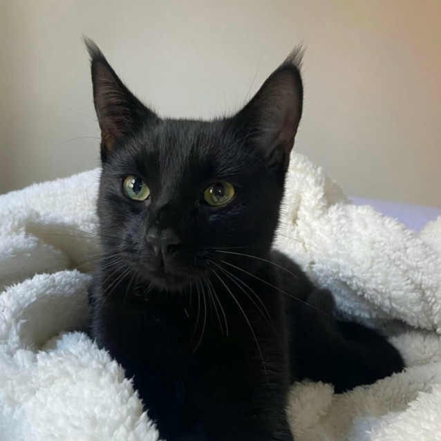 Photo of Atticus
