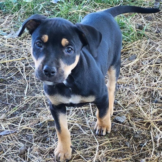 Kahlua Medium Female Kelpie x Bull Arab Mix Dog in VIC PetRescue