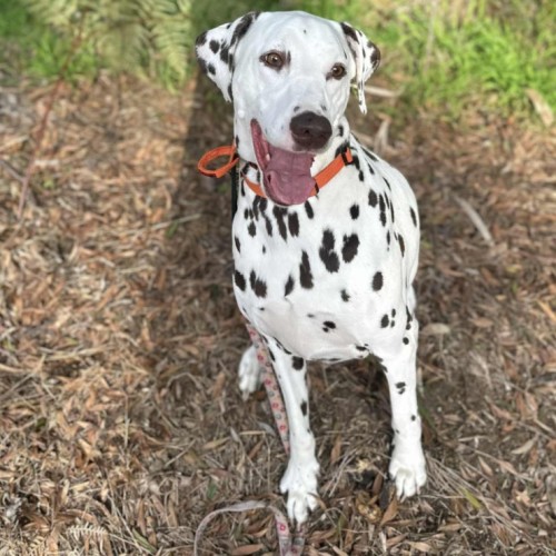 No photo for Brosnan