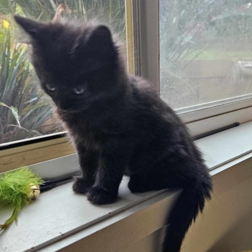 Gaileo**2nd Chance Cat Rescue**