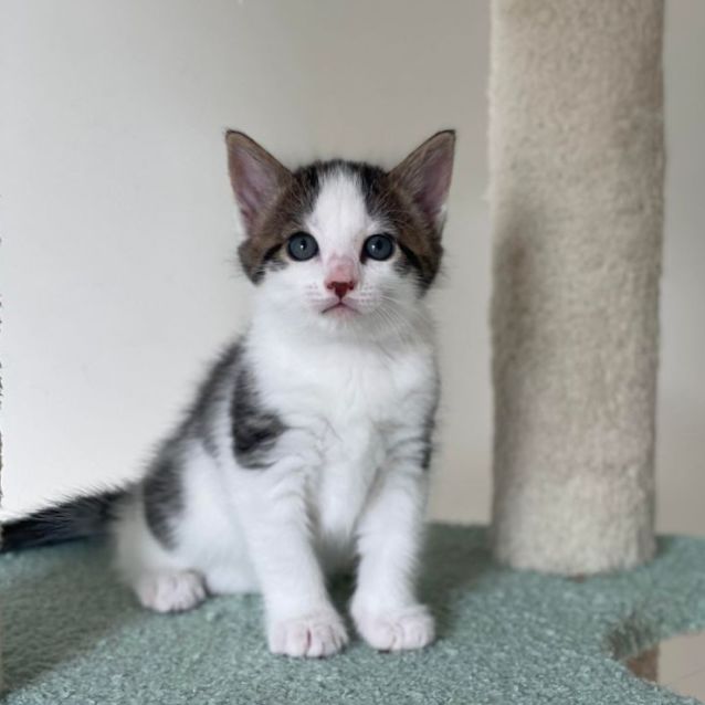 Photo of 💚💚 Meatball 💚💚