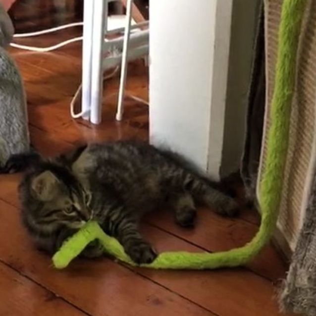 Photo of Horace ^^Dandy Cat Rescue^^