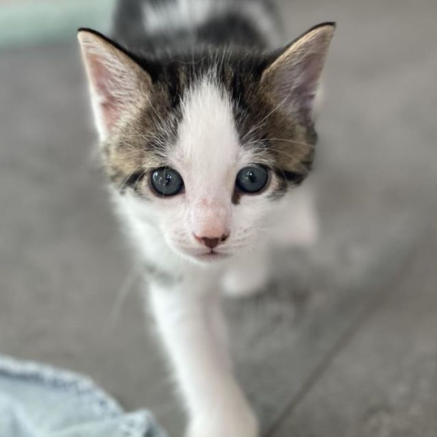 Photo of 💚💚 Meatball 💚💚