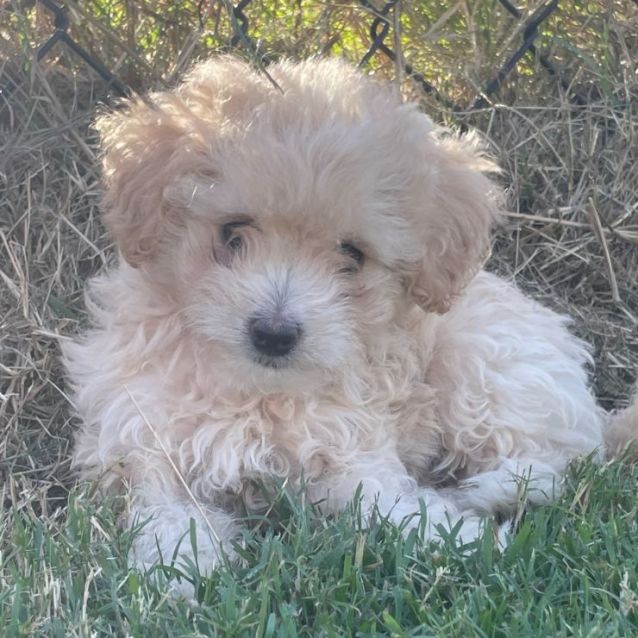 Prada Small Female Maltese x Shih Tzu x Poodle Mix Dog in QLD PetRescue